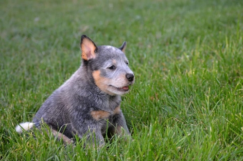 HARRIET - female - 7 weeks old